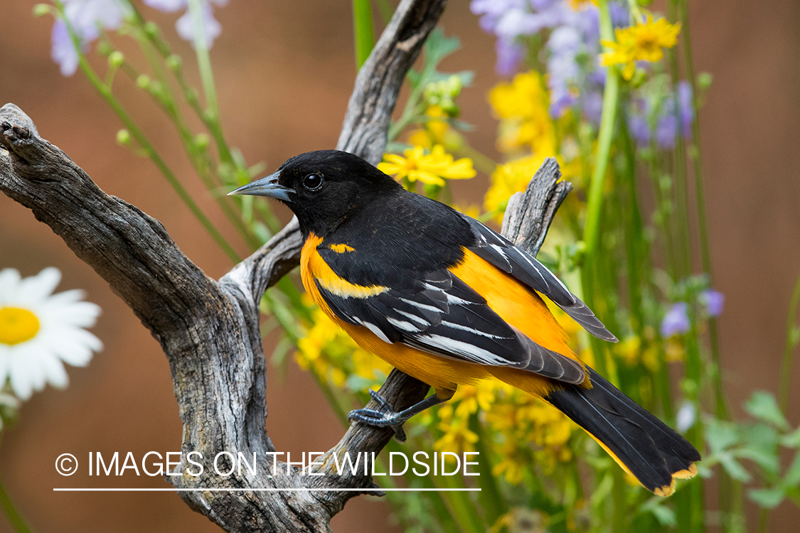 Baltimore Oriole on branch.