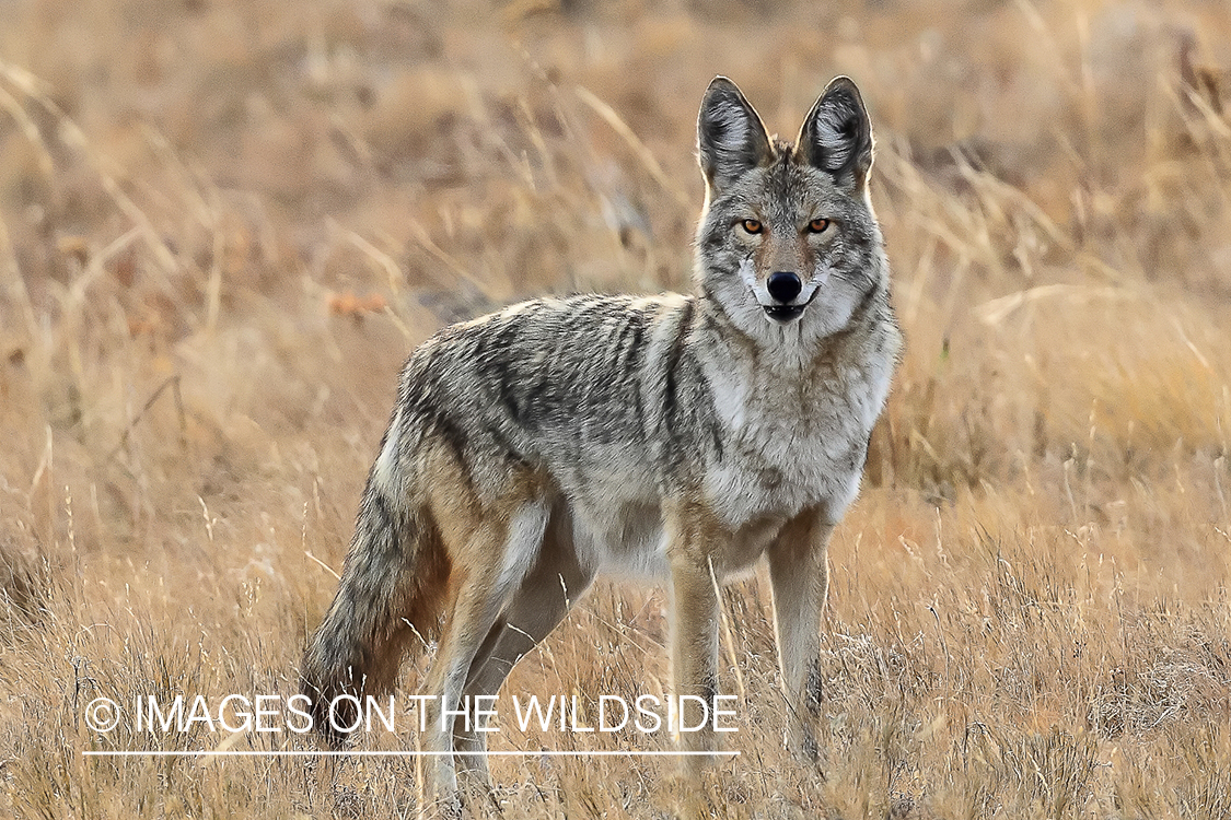 Coyote