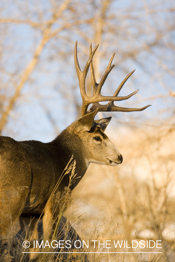 Mule deer in habitat.