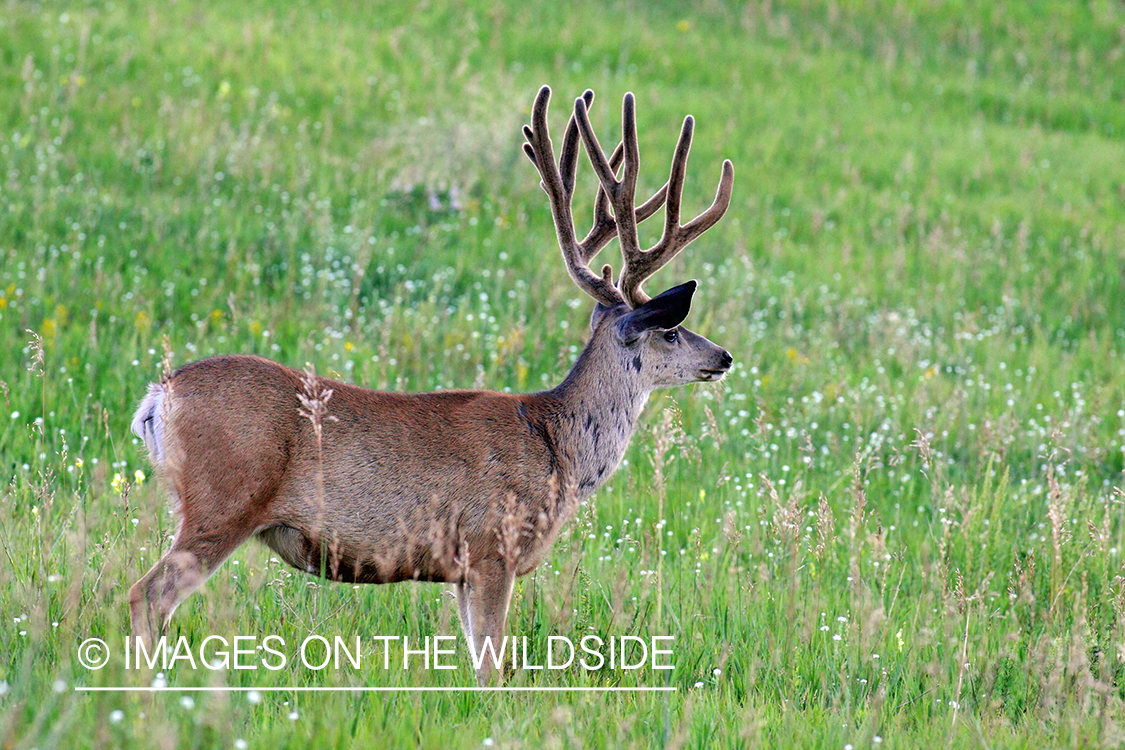 Mule deer buck in habitat. 