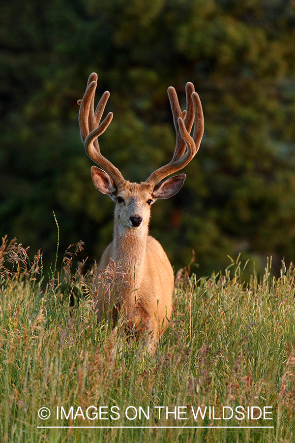 Mule deer buck in habitat. 