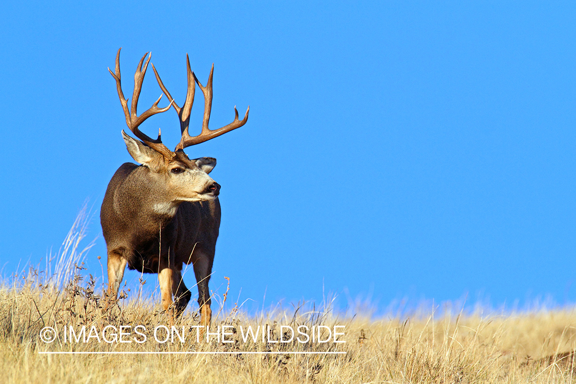 Mule Deer buck in habitat.