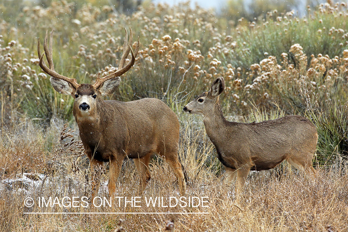 Mule deer buck with doe. 