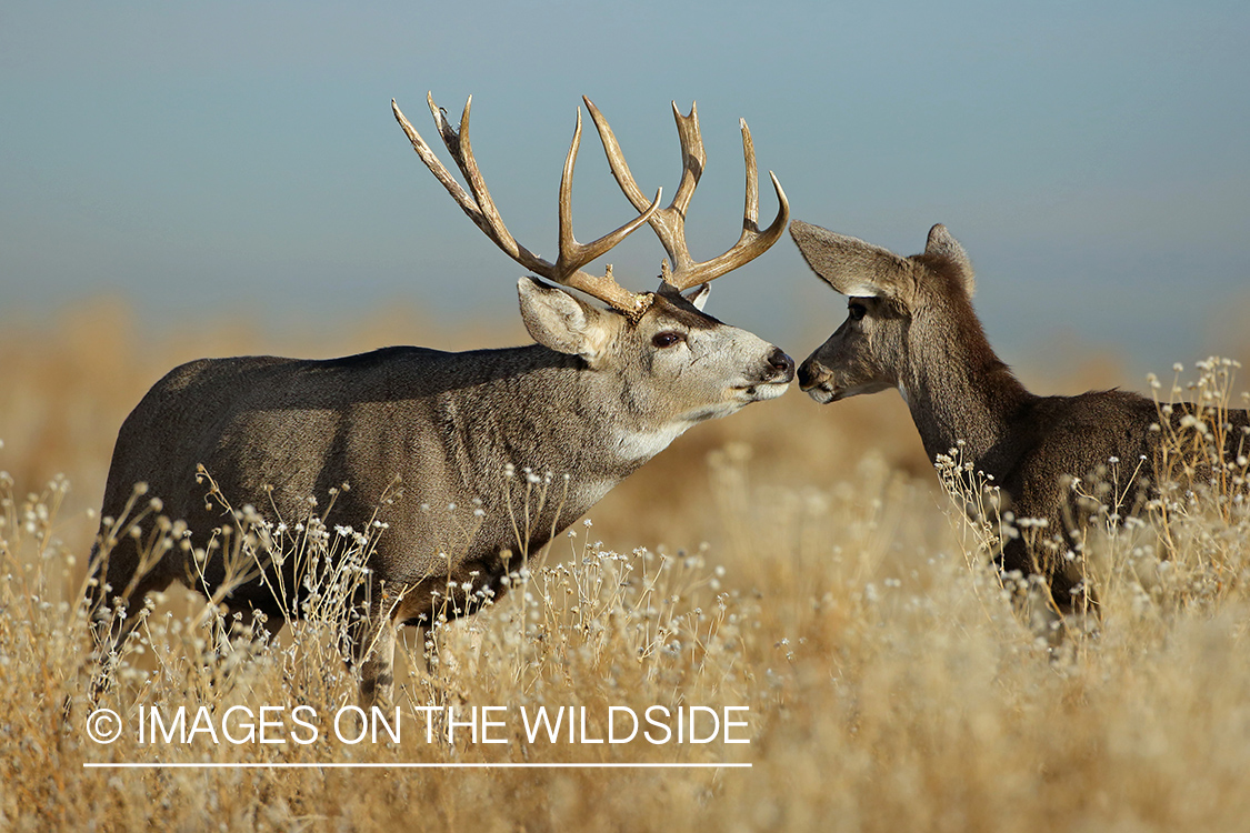 Mule deer buck approaching doe during the rut. 