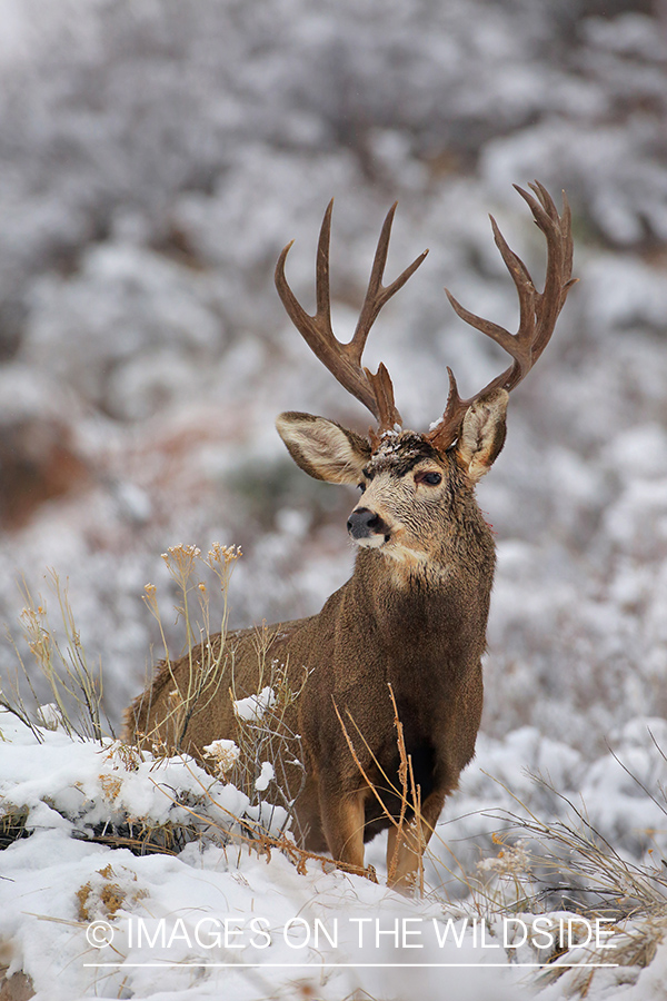 Mule deer buck in snow.