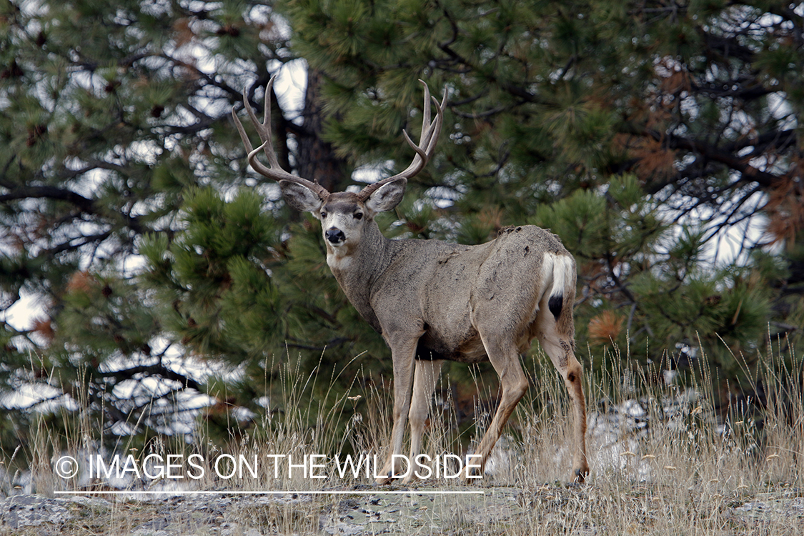 Mule deer buck in field.