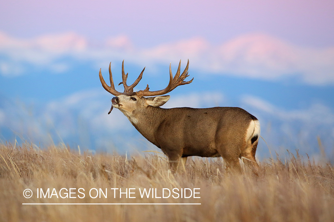 Mule deer buck in winter field.