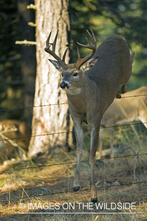 White-tailed deer jumping fence