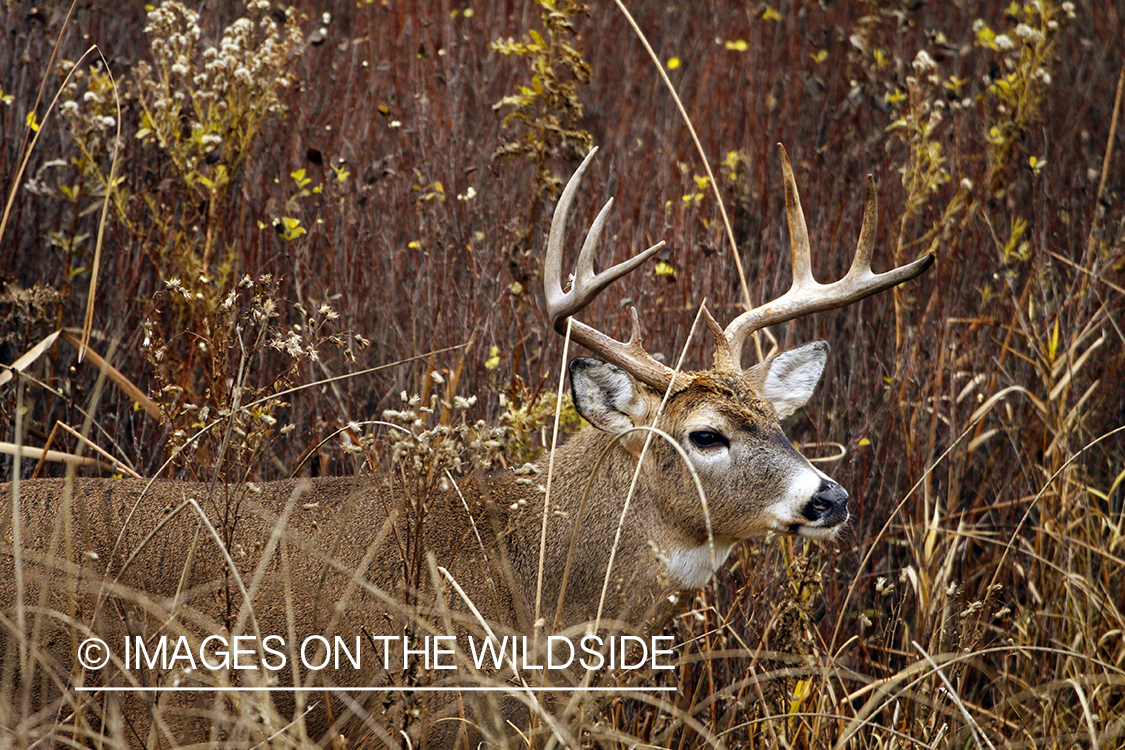 Whitetail Buck