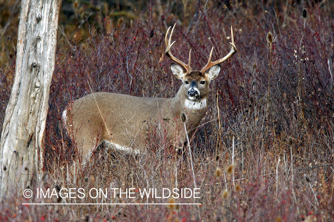 Whitetail Buck