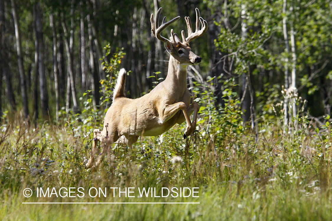 Whitetail buck in velvet