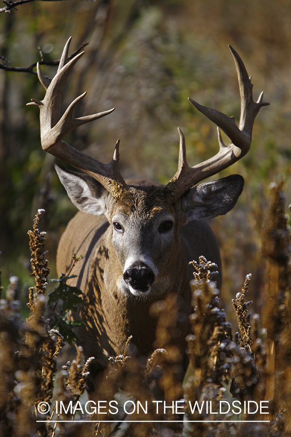 Whitetail buck in habitat