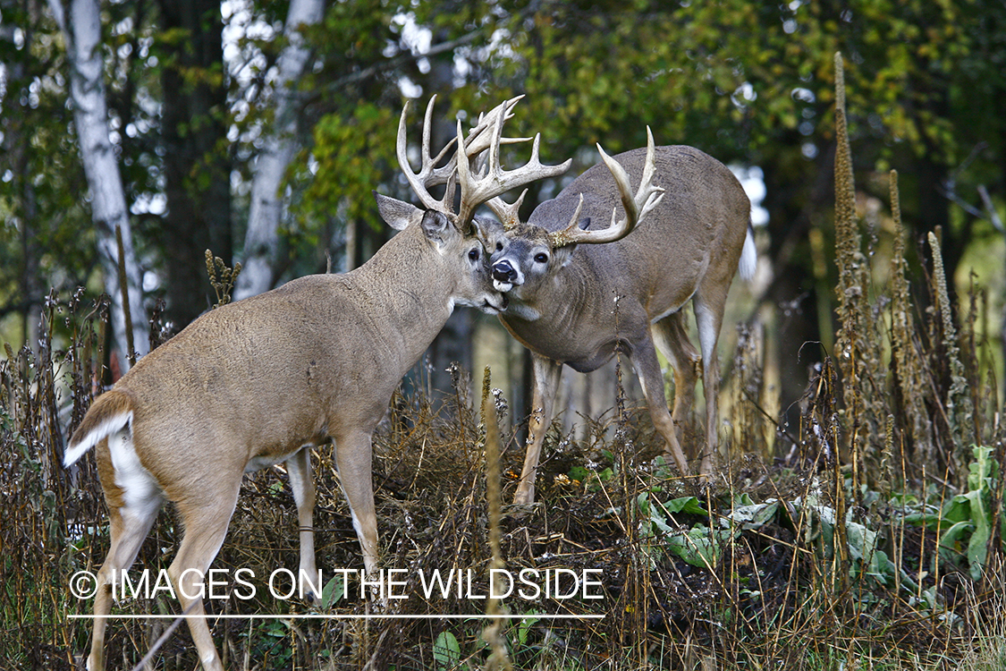 Whitetail bucks in habitat