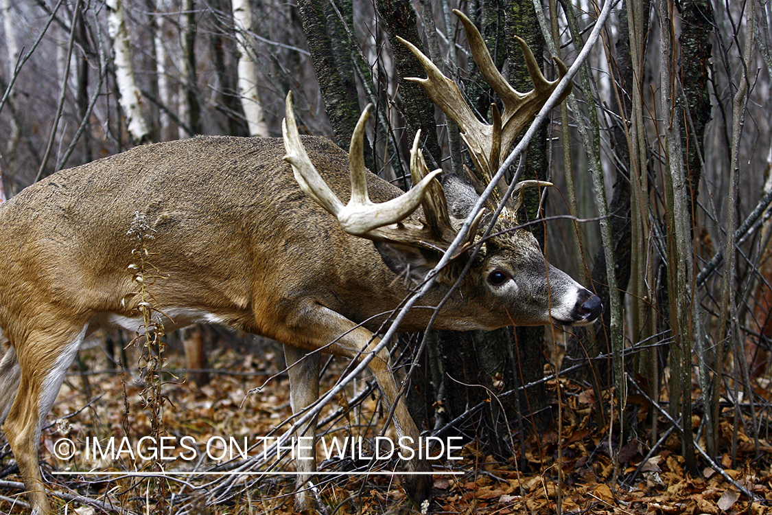 Whitetail buck rubbing antlers on tree.