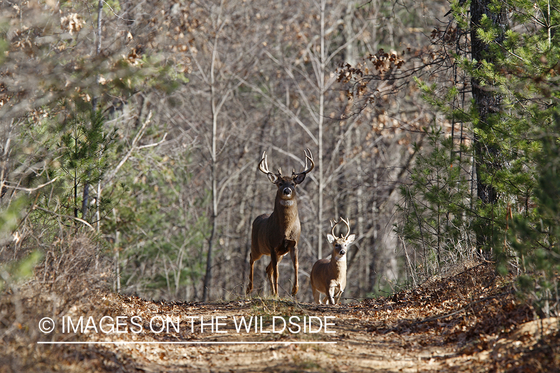 Whitetail bucks in habitat.