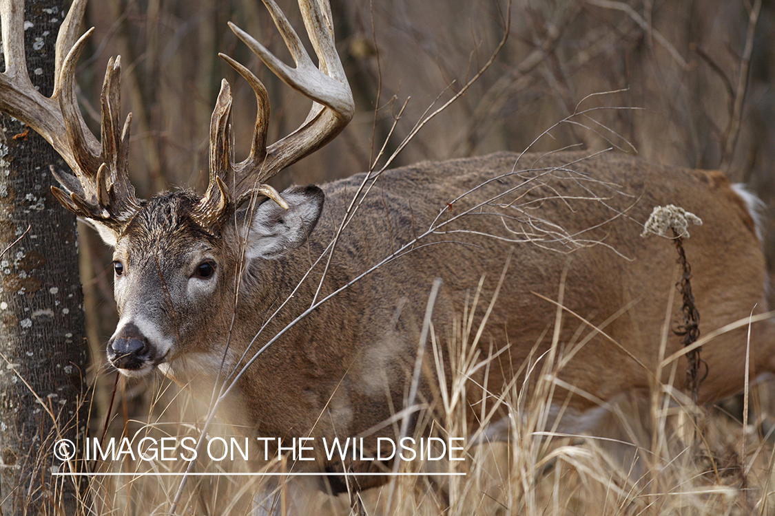 Whitetail buck in habitat.