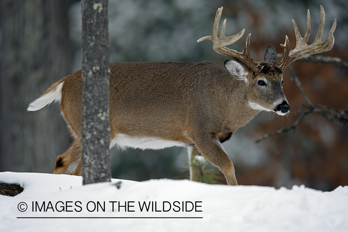 White-tailed buck in habitat.