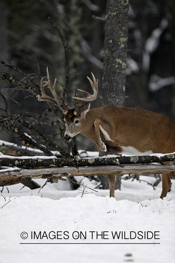 White-tailed buck in habitat.