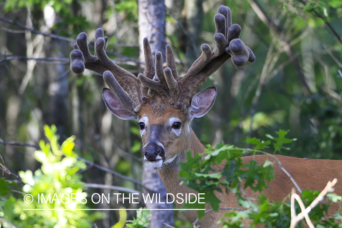 Summer Deer in Velvet