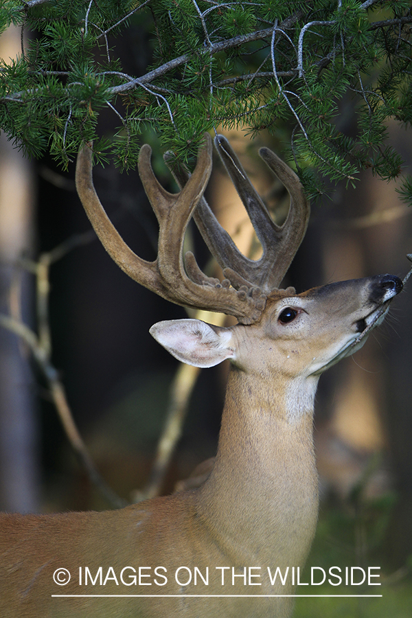 White-tailed deer in velvet