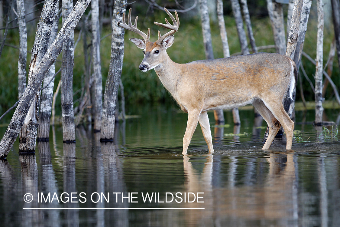 White-tailed buck in velvet 