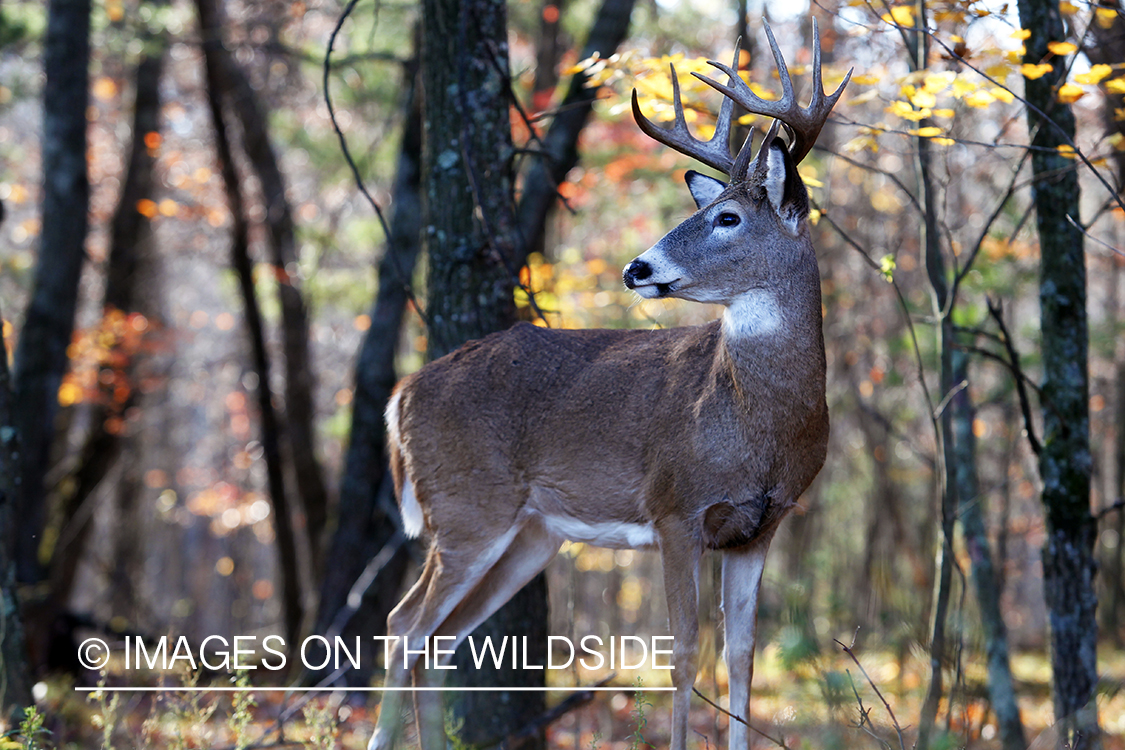 White-tailed buck in habitat. *