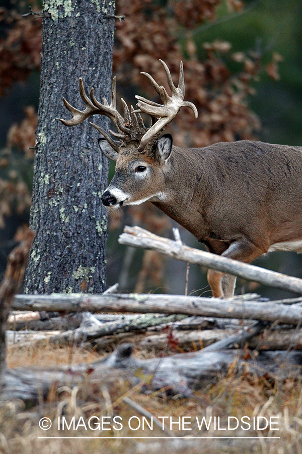 White-tailed buck in habitat. *