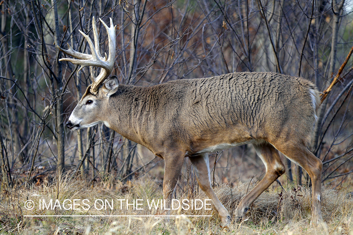 White-tailed buck in habitat. 