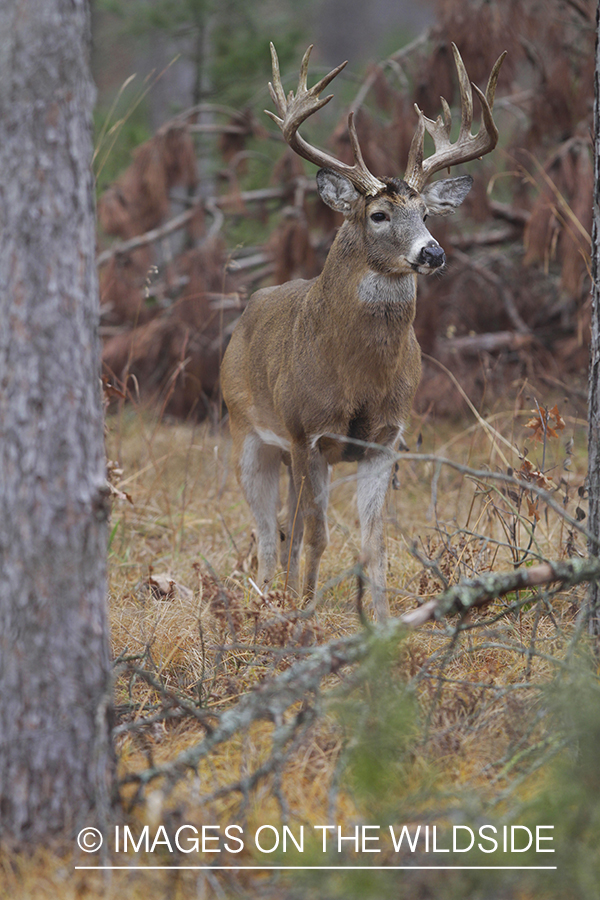 White-tailed buck in habitat. 