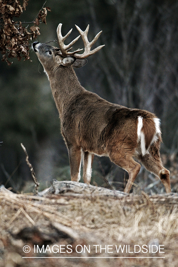 White-tailed buck in habitat. *