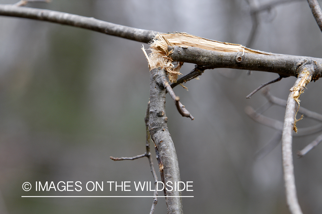 Evidence of white-tailed buck in habitat. 