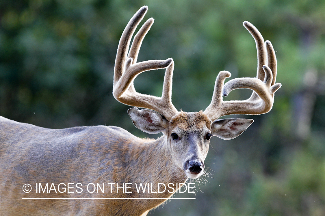 White-tailed buck in velvet.  