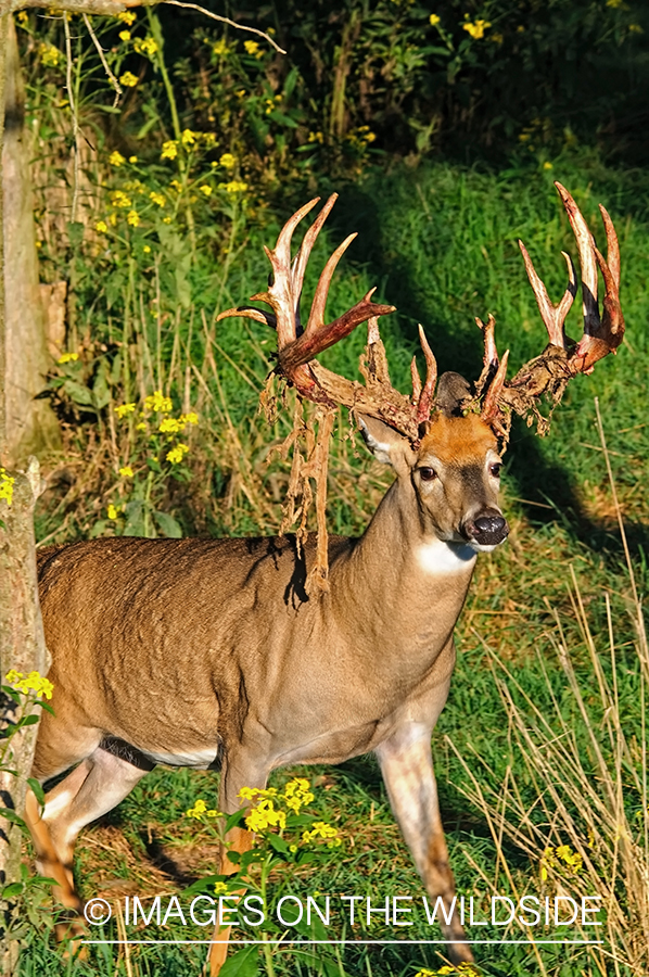 White-tailed buck shedding velvet. 