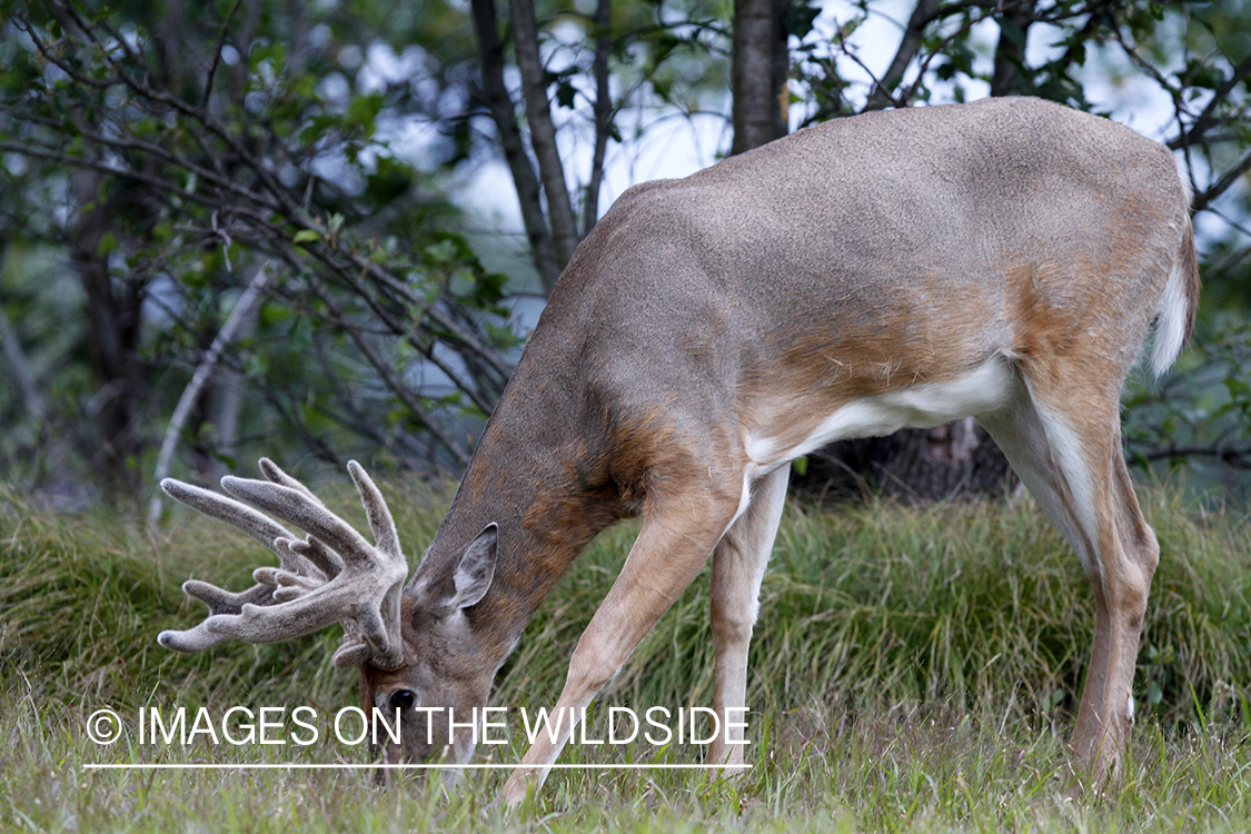 White-tailed buck in velvet.  