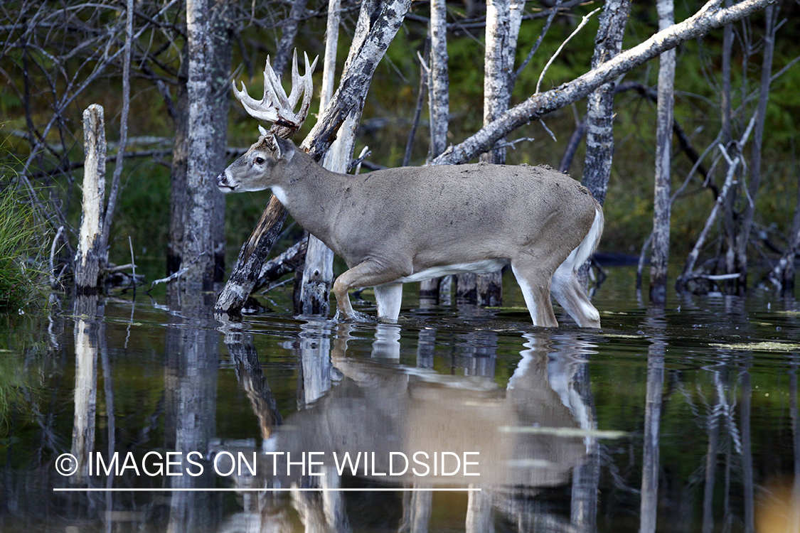 White-tailed buck standing in creek. 