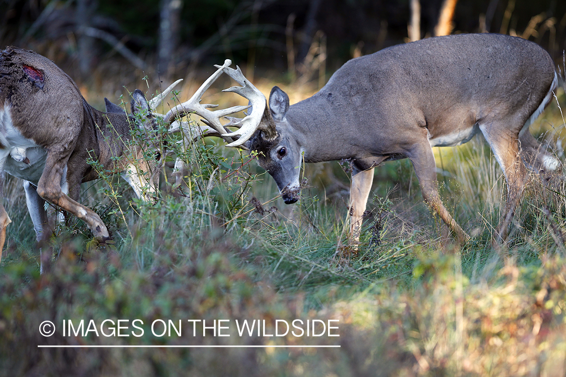 White-tailed bucks fighting. 