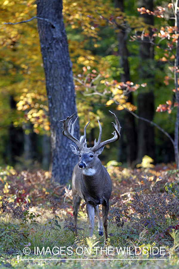 White-tailed buck in habitat. 