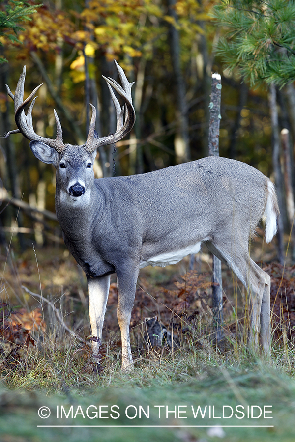 White-tailed buck in habitat.  