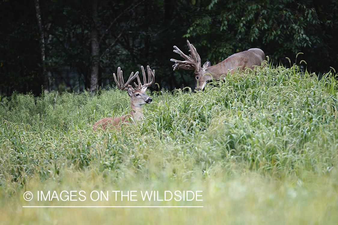 White-tailed bucks in velvet.