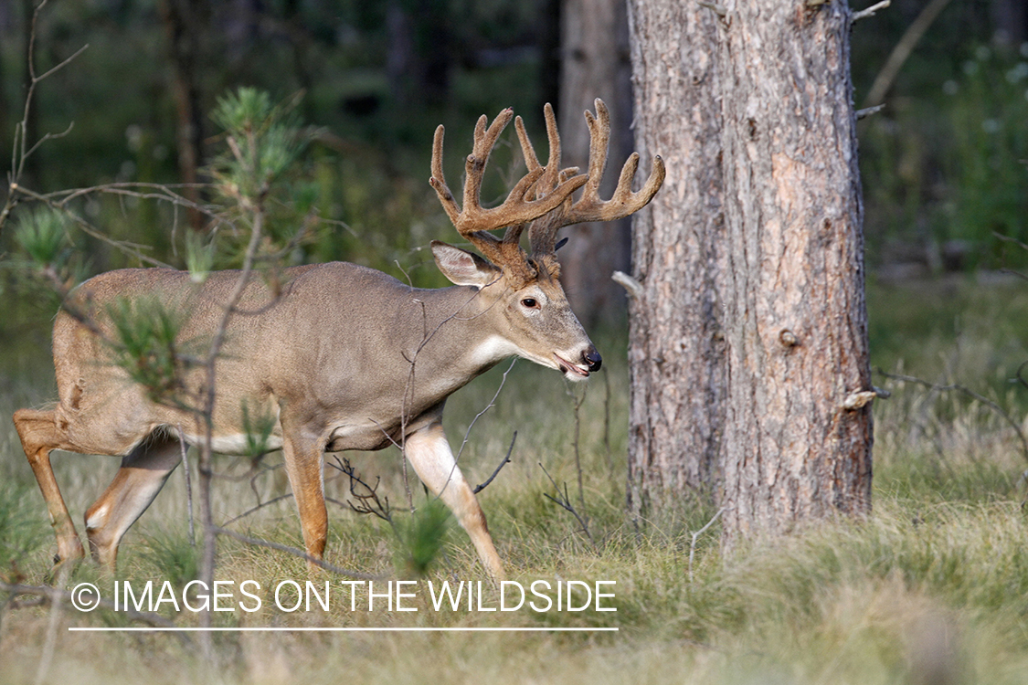 White-tailed buck in habitat.