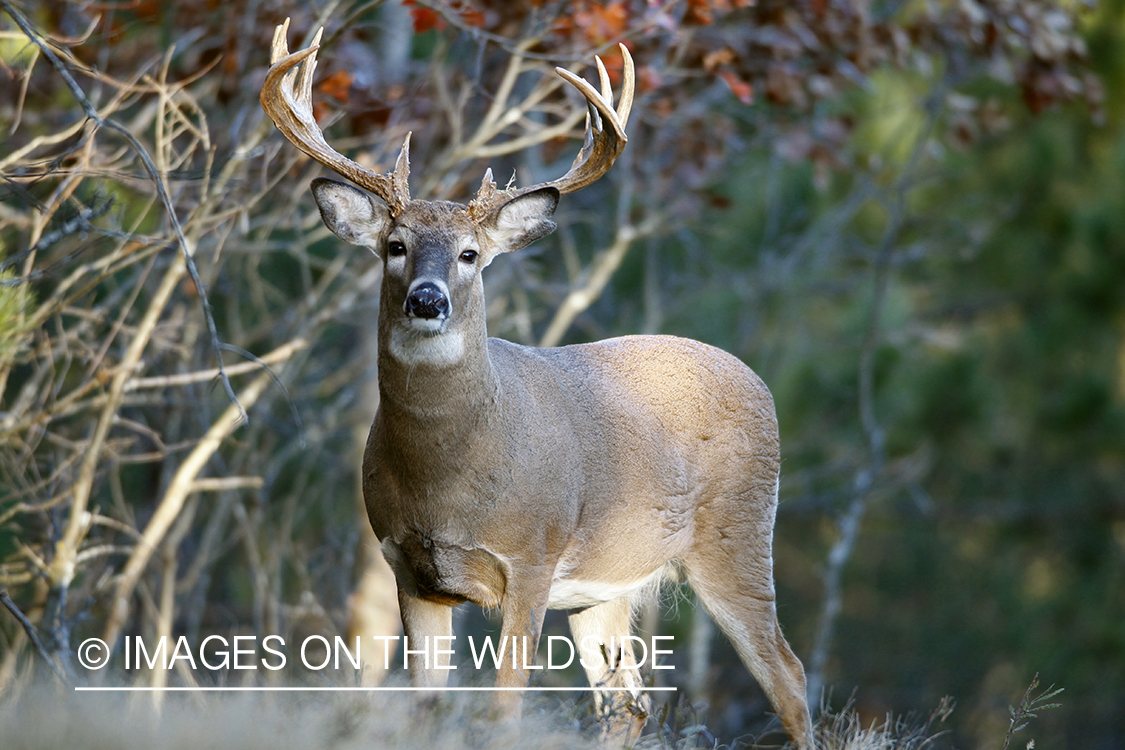 White-tailed buck in habitat.