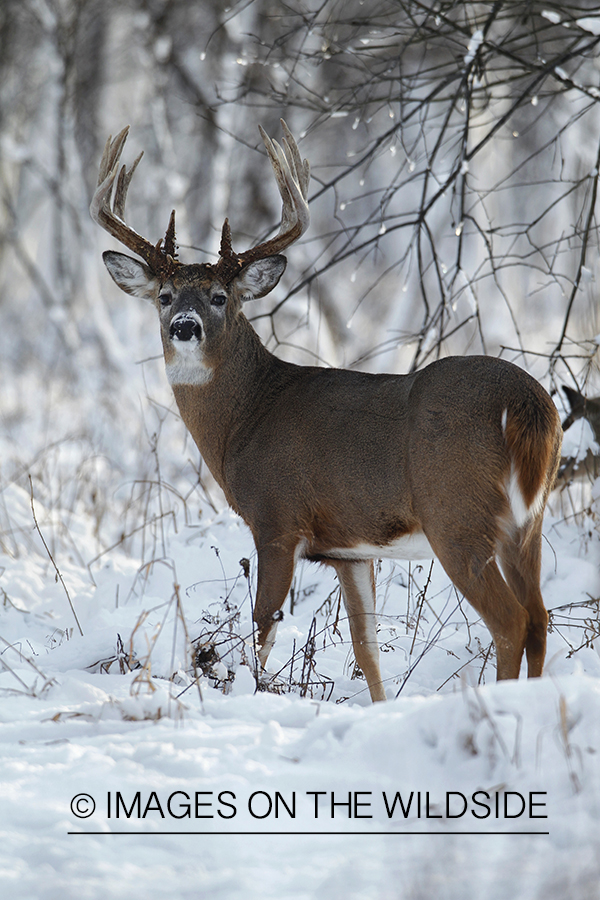 White-tailed buck in winter habitat.