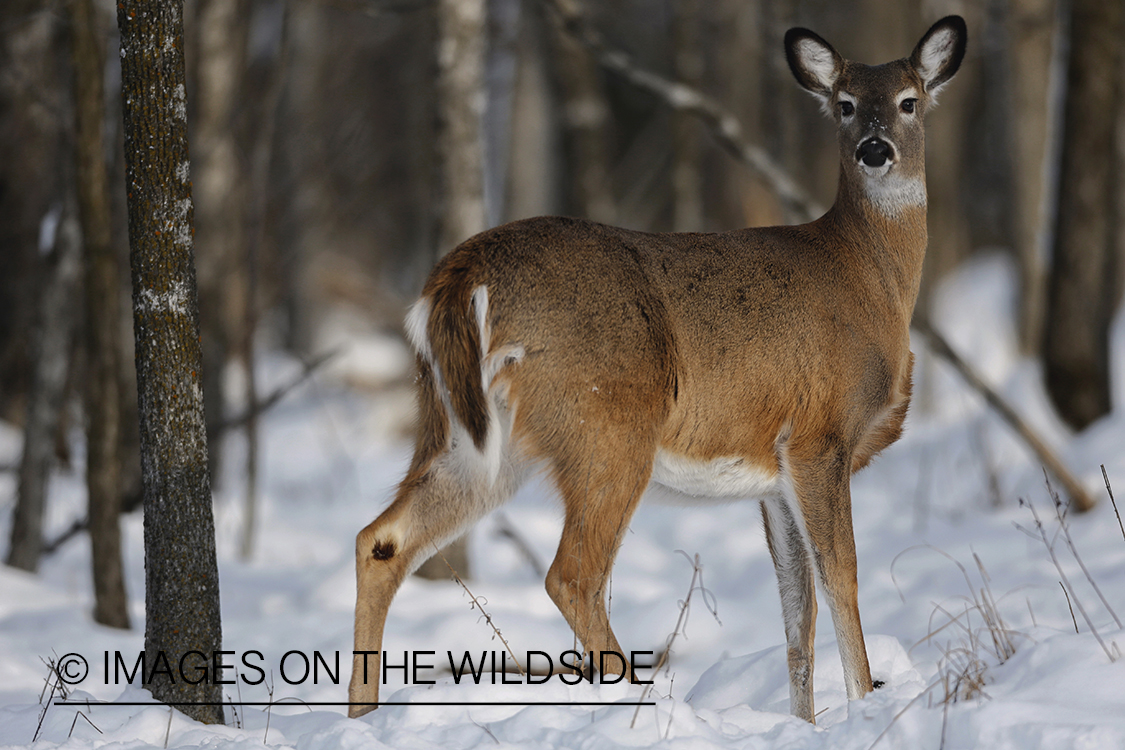 White-tailed doe in winter habitat.