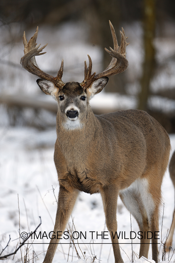 White-tailed buck in habitat.