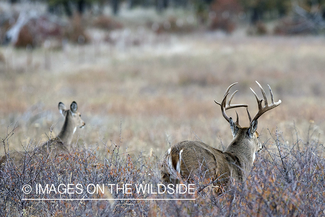 White-tailed buck in habitat. 