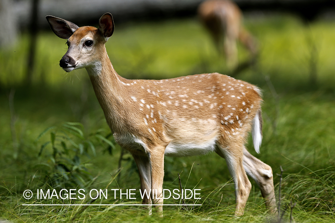 White-tailed fawn in habitat.