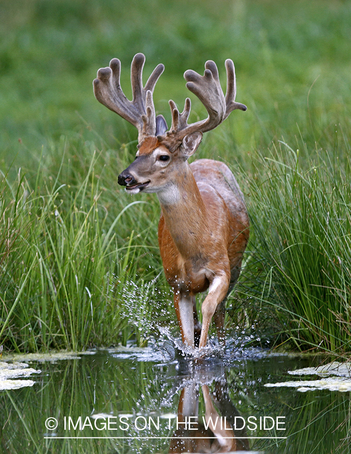 White-tailed buck with reflection in habitat.