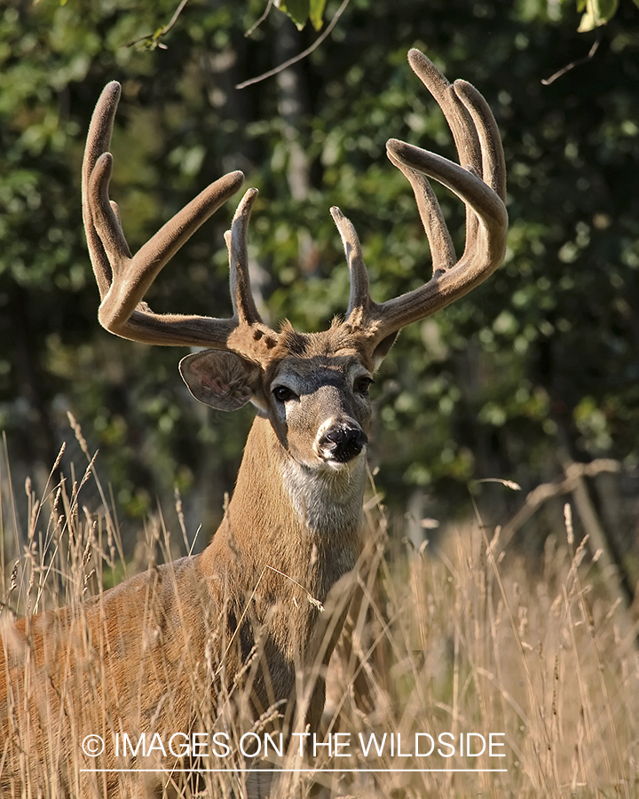 White-tailed buck in velvet.