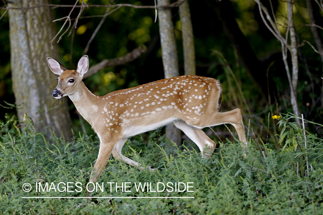 White-tailed fawn in velvet.