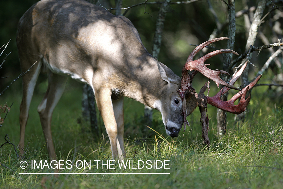 White-tailed buck rubbing antlers on tree.